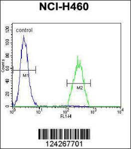 Anti-B3GALT5 Rabbit Polyclonal Antibody