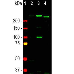 Western blot analysis of tissue and cell lysates using Anti-Nestin Antibody [4D11] (A85293), at a dilution of 1:500, in green