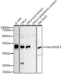 Western blot analysis of extracts of various cell lines, using Anti-mH2A1 Antibody (A306291) at 1:1,000 dilution