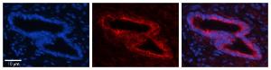 Anti-SLBP Rabbit Polyclonal Antibody