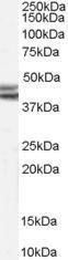 Anti-Npy2r antibody