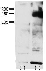 Anti-ERBB4 Rabbit Polyclonal Antibody