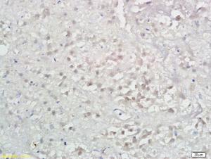 Anti-LAMP3 Rabbit Polyclonal Antibody