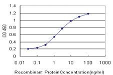 Anti-MTF1 Mouse Monoclonal Antibody [clone: 2E5]