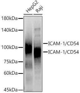 Western blot analysis of various lysates, using Anti-ICAM1 Antibody (A9725) at 1:3,000 dilution The secondary antibody was Goat Anti-Rabbit IgG H&L Antibody (HRP) at 1:10,000 dilution Lysates/proteins were present at 25 µg per lane