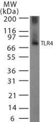 Anti-TLR4 Rabbit Polyclonal Antibody