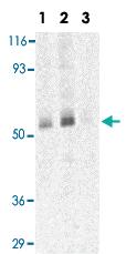 Anti-CCR3 Rabbit Polyclonal Antibody