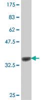 Anti-PCDHB10 Mouse Polyclonal Antibody