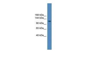 Anti-USP38 Rabbit Polyclonal Antibody