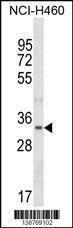 Anti-FBLL1 Rabbit Polyclonal Antibody (Biotin)