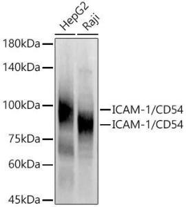 Western blot analysis of various lysates, using Anti-ICAM1 Antibody (A9725) at 1:3,000 dilution The secondary antibody was Goat Anti-Rabbit IgG H&L Antibody (HRP) at 1:10,000 dilution Lysates/proteins were present at 25 µg per lane