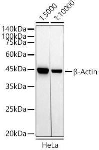 Western blot analysis of extracts of HeLa cells, using Mouse Anti-Rabbit IgG H&L Antibody (HRP) (A93394)) at 1:5000-1:10,000 dilution