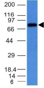 Anti-Human IgM Heavy Chain antibody