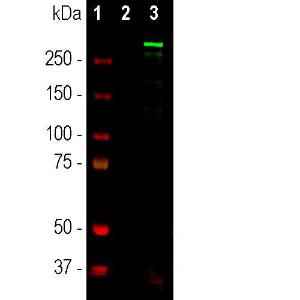 Western blot analysis of different cel