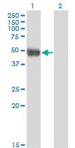 Anti-AZIN1 Mouse Monoclonal Antibody [clone: 8B9]