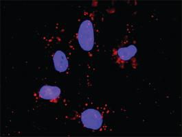 Anti-CDC42 + CASP3 Antibody Pair