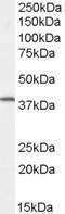 Anti-FXYD5 Goat Polyclonal Antibody