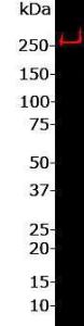 Western blot of SH-SY5Y homogenate probed with RPCA-Nestin at 1:2,000. A single strong band running at ~260 kDa corresponding to full length nestin.