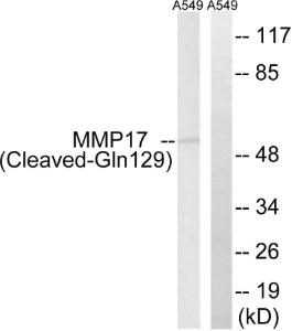 Western blot analysis of lysates from A549 cells, treated with etoposide 25uM 1h using Anti-MMP17 (cleaved Gln129) Antibody. The right hand lane represents a negative control, where the antibody is blocked by the immunising peptide.