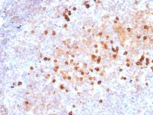 Anti-Human IgM Heavy Chain antibody