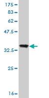 Anti-PCDHB10 Mouse Monoclonal Antibody [clone: 4C4]