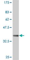 Anti-PTEN Mouse Monoclonal Antibody [clone: 1E9]