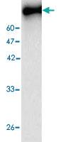 Anti-NP Mouse Monoclonal Antibody [clone: 33s6]