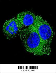 Anti-APP Rabbit Polyclonal Antibody (FITC (Fluorescein Isothiocyanate))