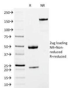 Anti-Human IgM Heavy Chain antibody