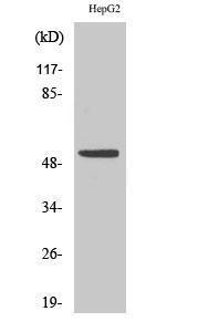 Antibody anti-P53 A98464-100 100 µg