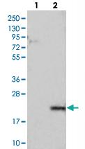 Anti-LYZL6 Rabbit Polyclonal Antibody