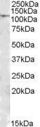 Anti-MTHFD1 Goat Polyclonal Antibody