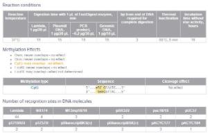 FERMFD1264 - ENZYME FD BSEMI 20µL (20RXN)