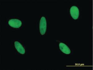 Anti-GLI3 Mouse Monoclonal Antibody [clone: 2C9]