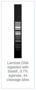 FERMFD1264 - ENZYME FD BSEMI 20µL (20RXN)