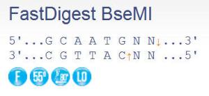 FERMFD1264 - ENZYME FD BSEMI 20µL (20RXN)