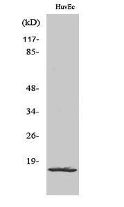 Western blot analysis of various cells using Anti-RPL26L Antibody