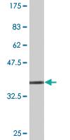 Anti-PTEN Mouse Monoclonal Antibody [clone: 1C3]