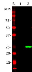 Western blot analysis of Anti-EosFP Antibody: 1:&nbsp;Non-transfected HEK293 crude homogenate. 2: Crude homogenate of transfected HEK293 cells which overexpress protein EosFP. S: Protein standard of indicated molecular weight