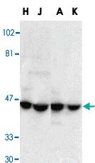 Anti-DFFA Rabbit Polyclonal Antibody