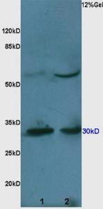 Anti-CASP3 Rabbit Polyclonal Antibody