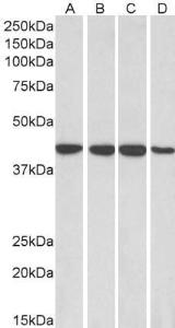 Anti-RAE1 Antibody (A83696) (0.1 µg/ml) staining of HepG2 (A), HeLa (B), Jurkat (C) and MCF7 (D) lysates (35 µg protein in RIPA buffer). Primary incubation was 1 hour. Detected by chemiluminescence