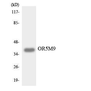 Western blot analysis of the lysates from HUVEC cells using Anti-OR5M9 Antibody