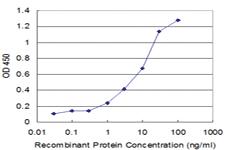 Anti-NUDT1 Mouse Monoclonal Antibody [clone: 5F11]