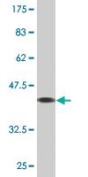 Anti-TCAP Mouse Monoclonal Antibody [clone: 1H3]