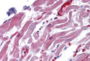 Anti-RAE1 Antibody (A83696) (3.75 µg/ml) staining of paraffin embedded Human Heart. Steamed antigen retrieval with citrate buffer pH 6, AP-staining