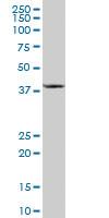 Anti-CCBL1 Mouse Polyclonal Antibody