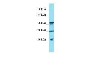 Anti-FGD5 Rabbit Polyclonal Antibody