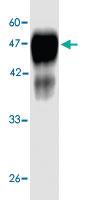 Anti-HSPD1 Mouse Monoclonal Antibody [clone: 6d59s]