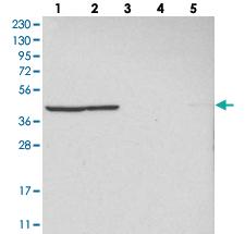 Anti-MRPL37 Rabbit Polyclonal Antibody